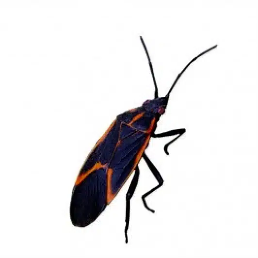 box-elder-bug