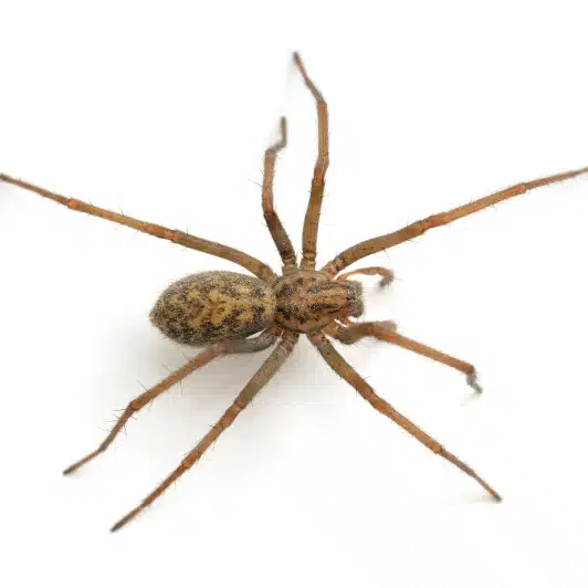 hobo-spider