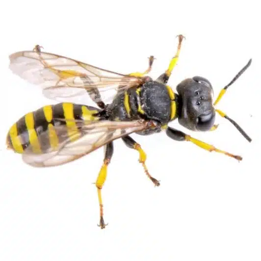 paper-wasps