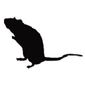 rat-evergreen-pest-control-newberg-oregon