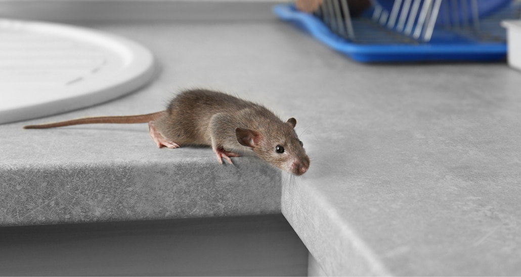 rodent-control-featured-img